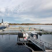 Laxodling på Frøya i norska Sør Trøndelag. Arkivbild från 2018.