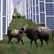 Får betar bredvid solceller i Hainan i Kina.