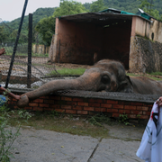 Pakistans president Arif Alvi samt djurvårdare som förbereder elefanten Kaavan inför hans flytt. Arkivbilder. 