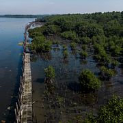 Mangroveskog i Brasilien.