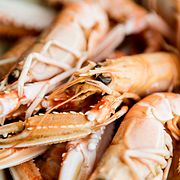 Illustrationsbild havskräftor.