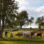Under 2020 inledde Scan samarbete med 13 pilotgårdar i pilotprojektet Gårdsinitiativet.
