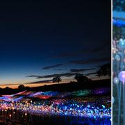 Field of Light i Paso Robles i Kalifornien.