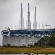 Köer vid Öresundsbron.