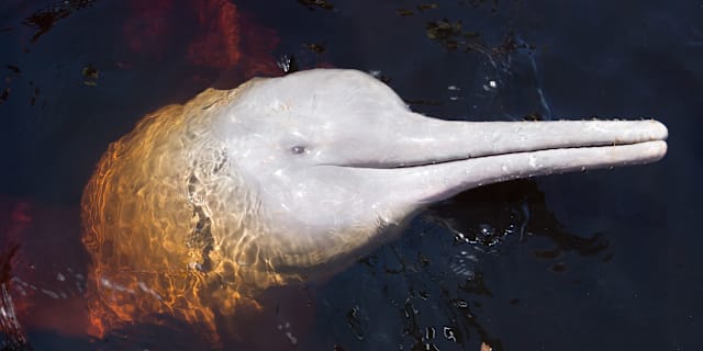 Amazondelfin. Wikimedia Commons