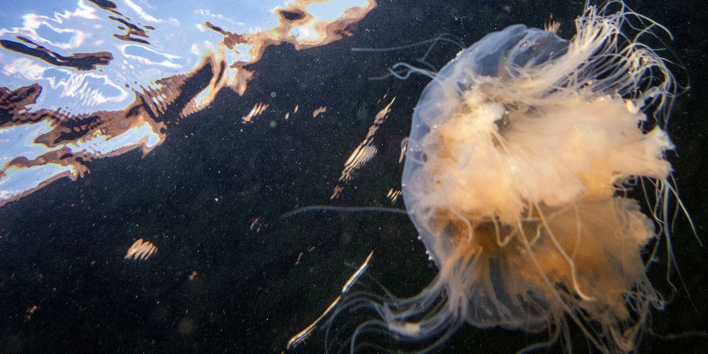 En brännmanet fångad på bild utanför Käringön i Bohuslän.