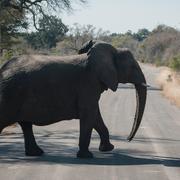 Elefant i djurparken Kruger. 