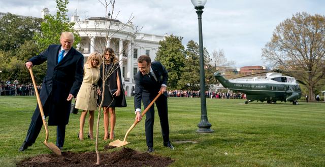 Donald och Melania Trump samt Emmanuel och Brigitte Macron odlar ett träd utanför Vita huset år 2018. Andrew Harnik / TT NYHETSBYRÅN
