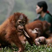 Föräldralös orangutang på Borneo.