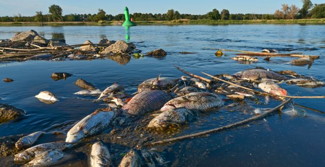 Döda fiskar i Oder. Patrick Pleul / AP