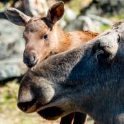  Älgkon Henrietta med sina båda nyfödda kalvar i Slottsskogens djurpark 2021. Kalvarna var vid fototillfället fyra dagar gamla. 