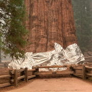 General Sherman/brand i Sequoia National Park