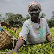 En kvinna jobbar på en teplantage i Kenya 2022. Kvinnan på bilden har inget med granskningen att göra.