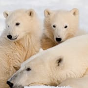 Isbjörnar i Kanada.