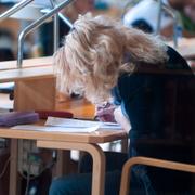 Studenter studerar i biblioteket på Stockholms universitet