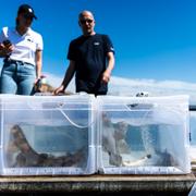 
 Havets hus och Världsnaturfonden (WWF) släppte ut småfläckig rödhaj som utrustats med sändare i Gullmarsfjorden i Lysekil 2022.
