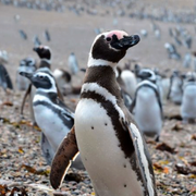 Pingviner på en strand i Argentina. Arkivbild.