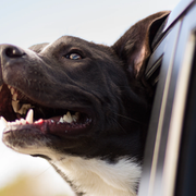 Nu kan även hunden följa med i Uberbilen.