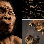 Rekonstruktion av homo naledi, tillsammans med fynden.