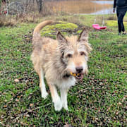 Hunden Axel var borta i elva dagar – men hittade hem igen efter två kraftiga stormar. 