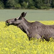 Älg i Stockholm, arkivbild från 2003.
