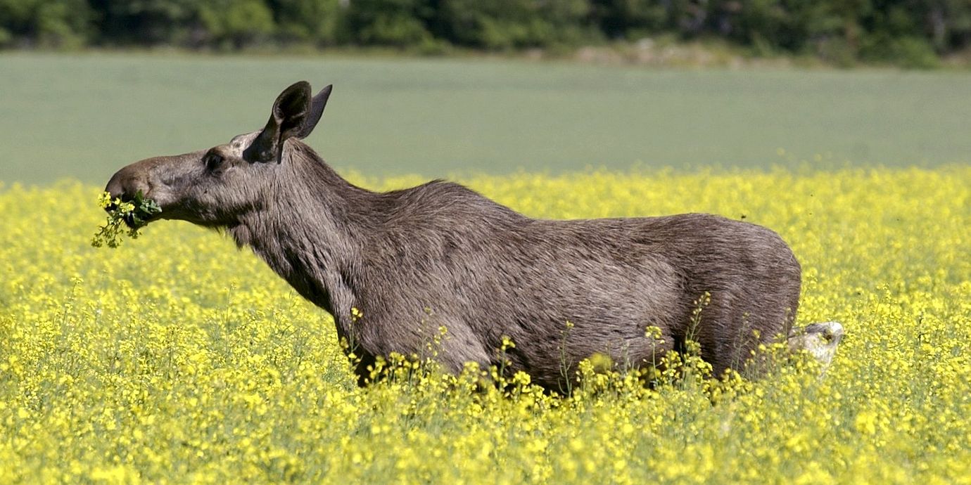 Älg i Stockholm, arkivbild från 2003.