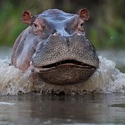 Flodhäst i floden Magdalena i Colombia.