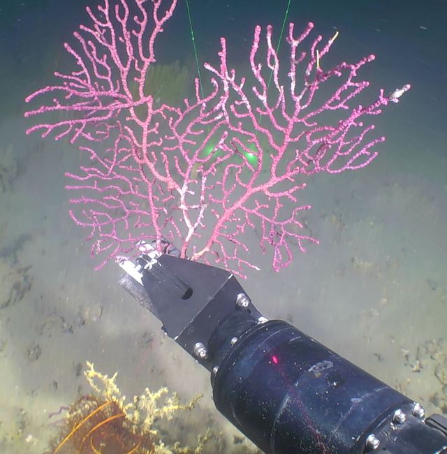 Remotely operated vehicle Mohawk is used to target seafloor organisms that produce chemicals which may be useful for biomedical applications. This octocoral of the genus Muricea was collected at a depth of 120 meters (393 feet) near Bryant Bank during the Exploring the Blue Economy Biotechnology Potential of Deepwater Habitats expedition. NOAA Ocean Exploration