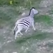 En ungersk demonstrant med zebrabalonger, zebrorna och Orbáns pappas hus.