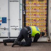 En tullarbetare i Helsingborg kollar bananlasten i en container som kommit till hamnen.