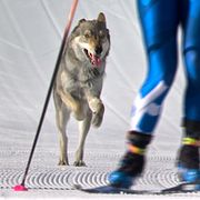 Hunden Nazgul sprang in i damernas sprintstafett i längdskidor.