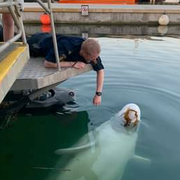 Polispatrull åkte ut till Fiskebäcks hamn efter samtal om valen.