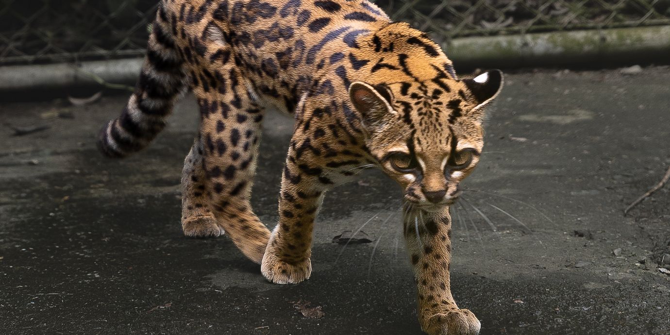 Det nya kattdjuret Leopardus tilcayo.