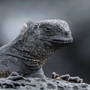 En havsleguan där den hör hemma – på Galapagosöarna.