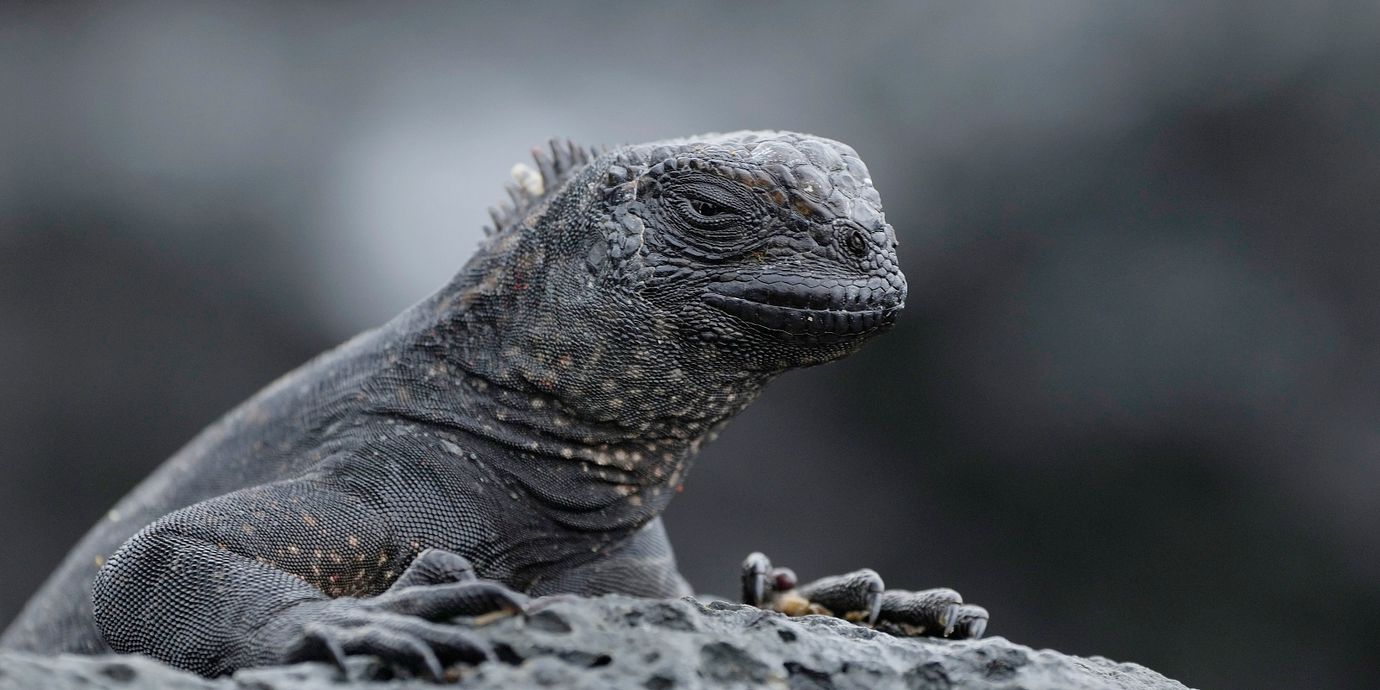 En havsleguan där den hör hemma – på Galapagosöarna.
