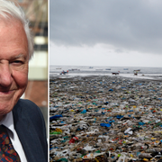 David Attenborough, skräptäckt strand i Indien. 