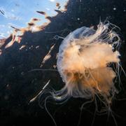 Röd brännmanet, Cyanea Capillata, fotograferad strax under vattenytan i havet utanför Käringön i Bohuslän.
