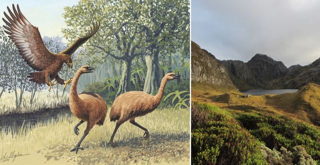 Illustration av utrotade moafåglar/natur i Nya Zeeland. Wikimedia Commons/TT. 