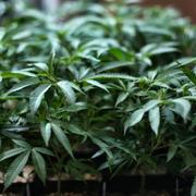 Cannabisplantor.