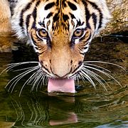 Arkivbild av en tiger på en djurpark.
