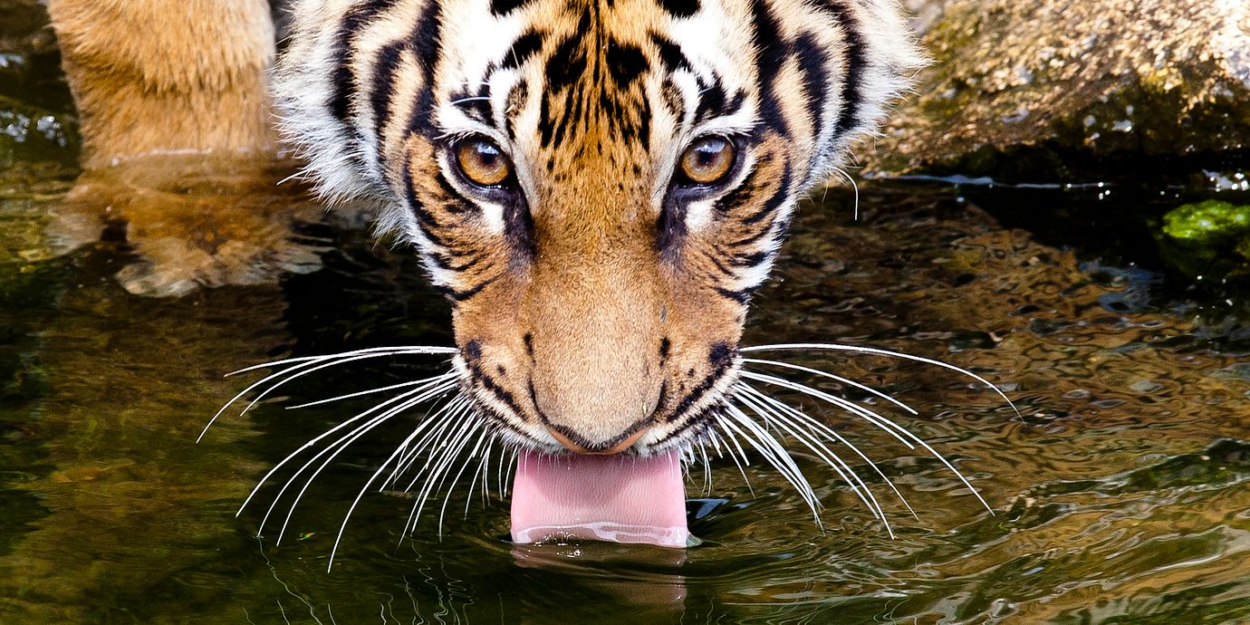 Arkivbild av en tiger på en djurpark.