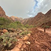 Bright Angel Creek vid  Grand Canyon.