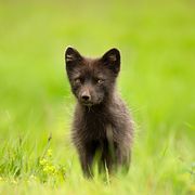 Fjällräven är idag klassad som starkt hotad i Sverige enligt Naturvårdsverket.