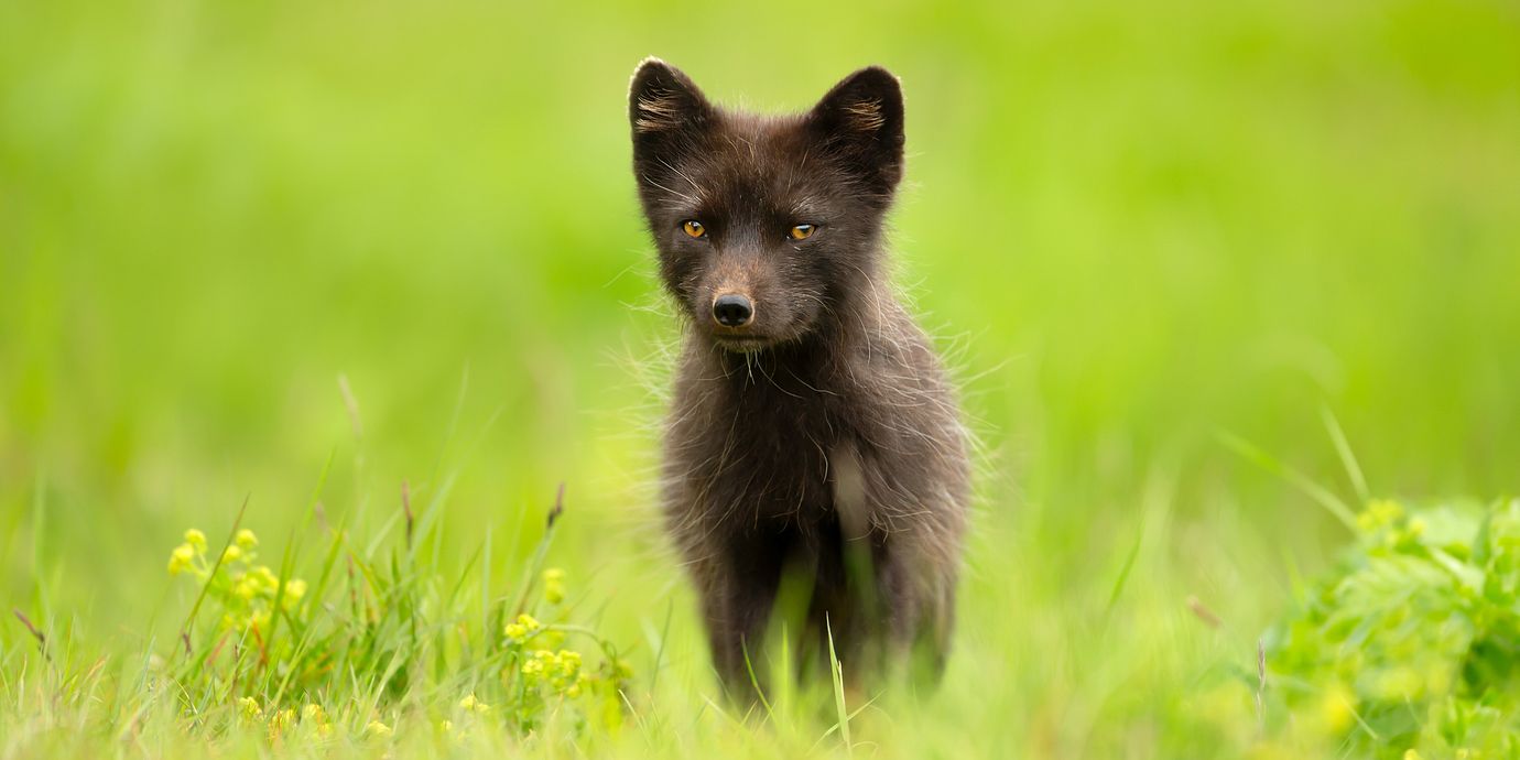 Fjällräven är idag klassad som starkt hotad i Sverige enligt Naturvårdsverket.