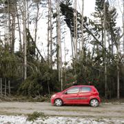 Nedfallna träd till följd av stormen Alfrida på väg 77 vid Finsta.