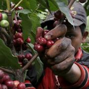 En arbetare från Nicaragua plockar kaffe på en odling i Costa Rica.