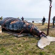 Den knölval som strandat utanför Segerstads fyr på sydöstra Öland.