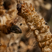 Larven/en paddlare i Spreewald
