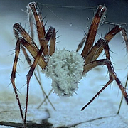 En infekterad spindel.