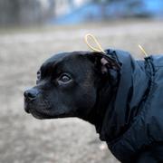 Staffordshire bullterrier. Arkivbild. 